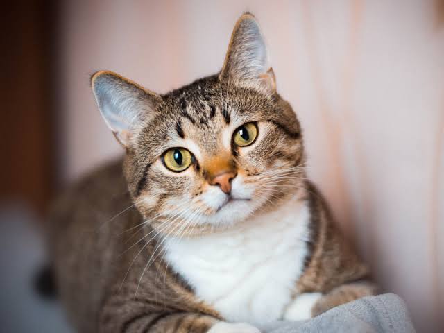 Fotografía de gato varias imagenes